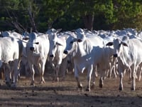 Geral Vacas