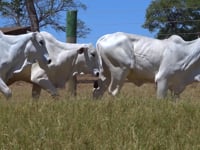 Lote 09