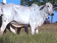 Lote 20