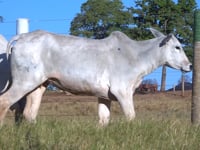 Lote 22