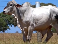 Lote 24