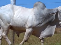 Lote 25