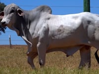 Lote 26