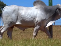Lote 31