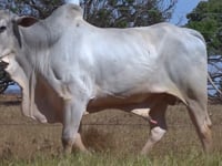 Lote 36
