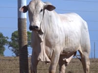 Lote 38