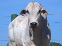 Lote 39