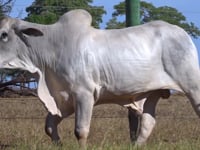 Lote 43