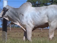 Lote 44
