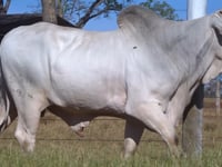 Lote 46