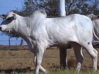 Lote 49