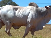 Lote 50