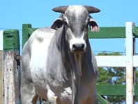 Lote 51