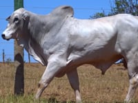 Lote 54