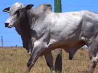 Lote 55