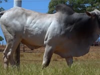 Lote 57