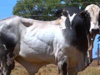 Lote 60