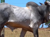 Lote 63