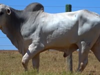 Lote 64