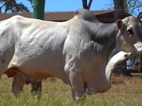 Lote 65