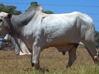 Lote 66