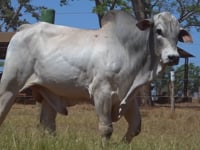 Lote 69