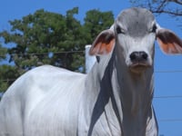 Lote 77