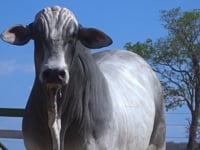 Lote 81