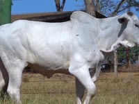 Lote 82