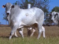 Lote 83
