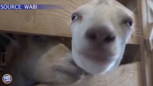 These Goats Scream Like Women