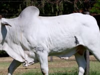Lote 33
