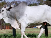 Lote 38