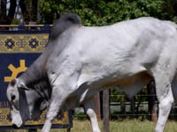 Lote 42