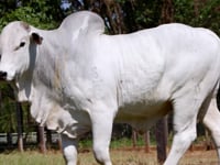 Lote 51