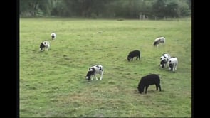 Related Embedded Video Item Thumbnail