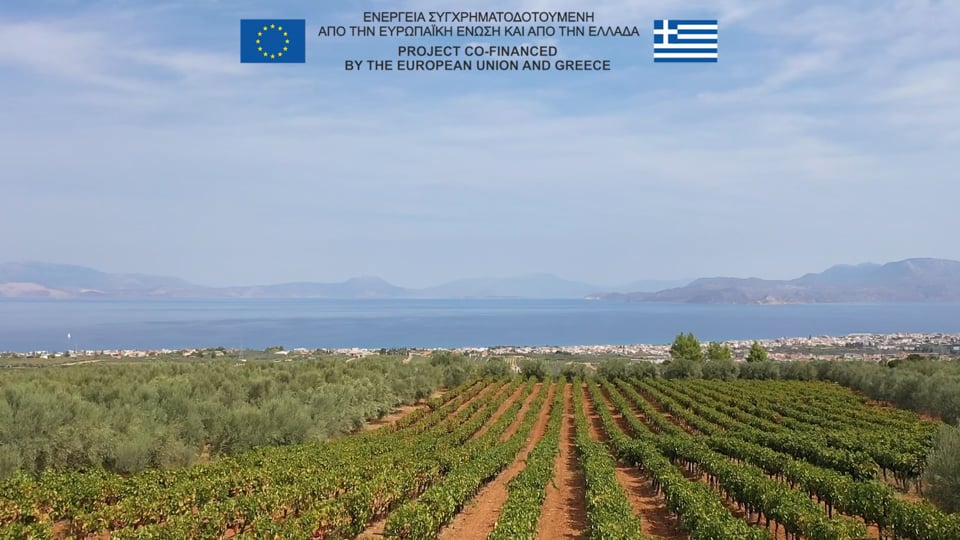 Extended roditis video presantation (2025)