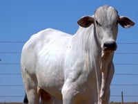 Lote 87