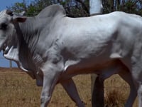 Lote 91