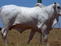 Lote 92