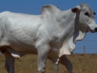 Lote 96