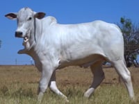 Lote 103
