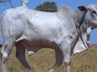 Lote 110