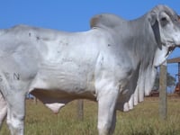 Lote 111