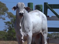 Lote 112