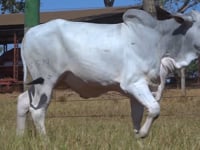 Lote 114