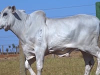 Lote 117