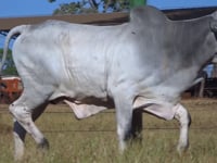Lote 119