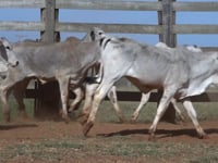 Lote 22