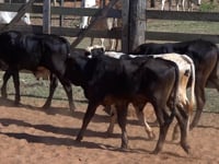 Lote 24
